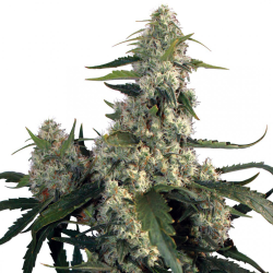 Semillas Quasar feminizadas de Buddha Seeds