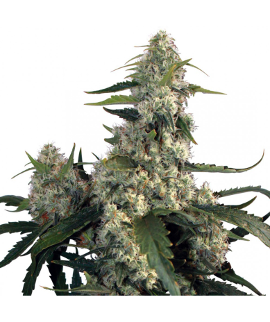 Semillas Quasar feminizadas de Buddha Seeds