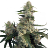 Semillas Quasar feminizadas de Buddha Seeds
