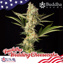 Semillas Wedding Cheesecake feminizadas de Buddha Seeds