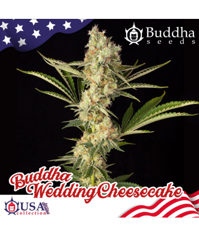 Semillas Wedding Cheesecake feminizadas de Buddha Seeds