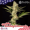 Semillas Wedding Cheesecake feminizadas de Buddha Seeds