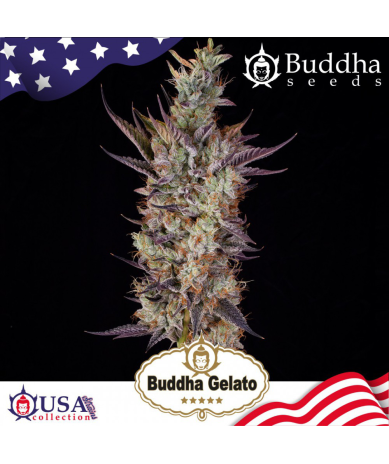 Semillas Gelato feminizadas de Buddha Seeds
