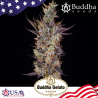 Semillas Gelato feminizadas de Buddha Seeds