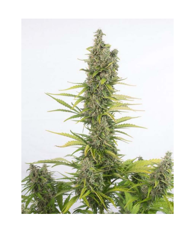 Semillas Amnesia Auto CBD CBDs de Dinafem