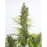 Semillas Amnesia Auto CBD CBDs de Dinafem