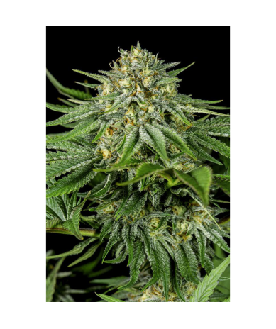 Semillas Bubba Kush CBD CBDs de Dinafem
