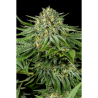 Semillas Bubba Kush CBD CBDs de Dinafem