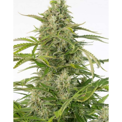 Semillas Cheese Auto CBD CBDs de Dinafem