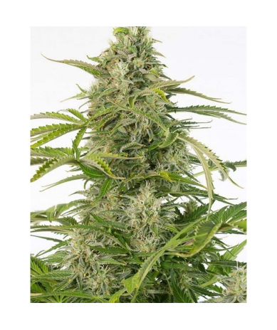 Semillas Cheese Auto CBD CBDs de Dinafem