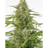 Semillas Cheese Auto CBD CBDs de Dinafem