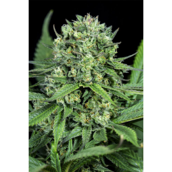 Semillas Cheese CBD CBDs de Dinafem