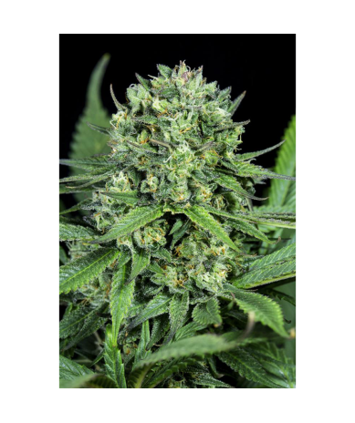 Semillas Cheese CBD CBDs de Dinafem