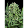 Semillas Cheese CBD CBDs de Dinafem