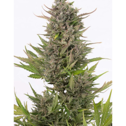 Semillas Critical + Auto CBD CBDs de Dinafem