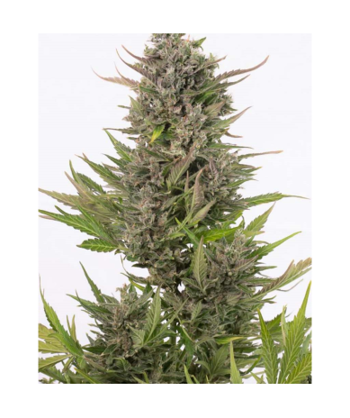 Semillas Critical + Auto CBD CBDs de Dinafem