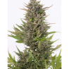 Semillas Critical + Auto CBD CBDs de Dinafem