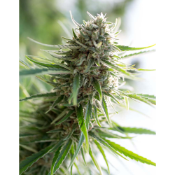 Semillas Critical Mass CBD CBDs de Dinafem