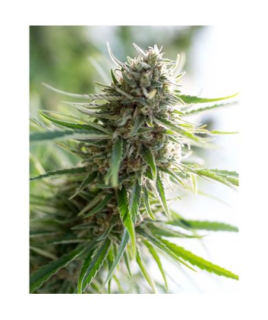Semillas Critical Mass CBD CBDs de Dinafem