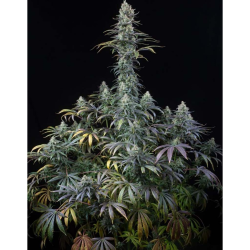 Semillas Early Amnesia CBD CBDs de Dinafem