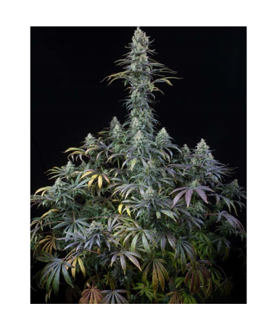Semillas Early Amnesia CBD CBDs de Dinafem