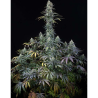 Semillas Early Amnesia CBD CBDs de Dinafem
