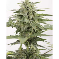 Semillas Industrial Plant Auto CBD CBDs de Dinafem