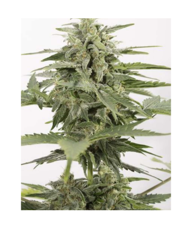 Semillas Industrial Plant Auto CBD CBDs de Dinafem