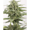 Semillas Industrial Plant Auto CBD CBDs de Dinafem