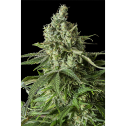 Semillas Moby Dick CBD CBDs de Dinafem