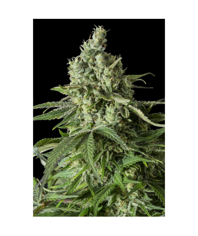 Semillas Moby Dick CBD CBDs de Dinafem