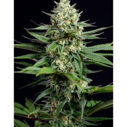 Semillas OG Kush CBD CBDs de Dinafem