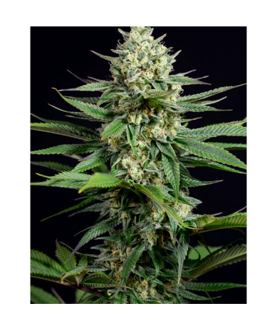Semillas OG Kush CBD CBDs de Dinafem