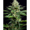 Semillas OG Kush CBD CBDs de Dinafem