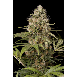 Semillas Shark Shock CBD CBDs de Dinafem