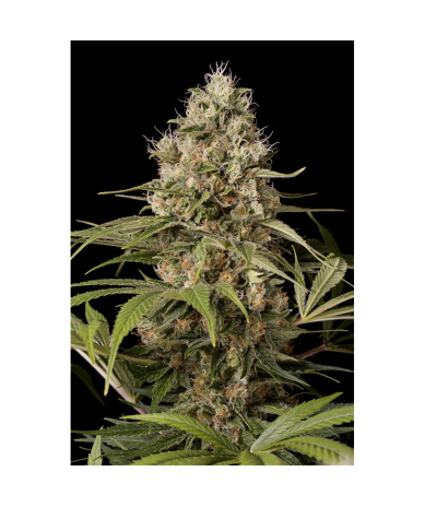 Semillas Shark Shock CBD CBDs de Dinafem
