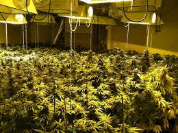 técnica de cultivo más productiva en interior