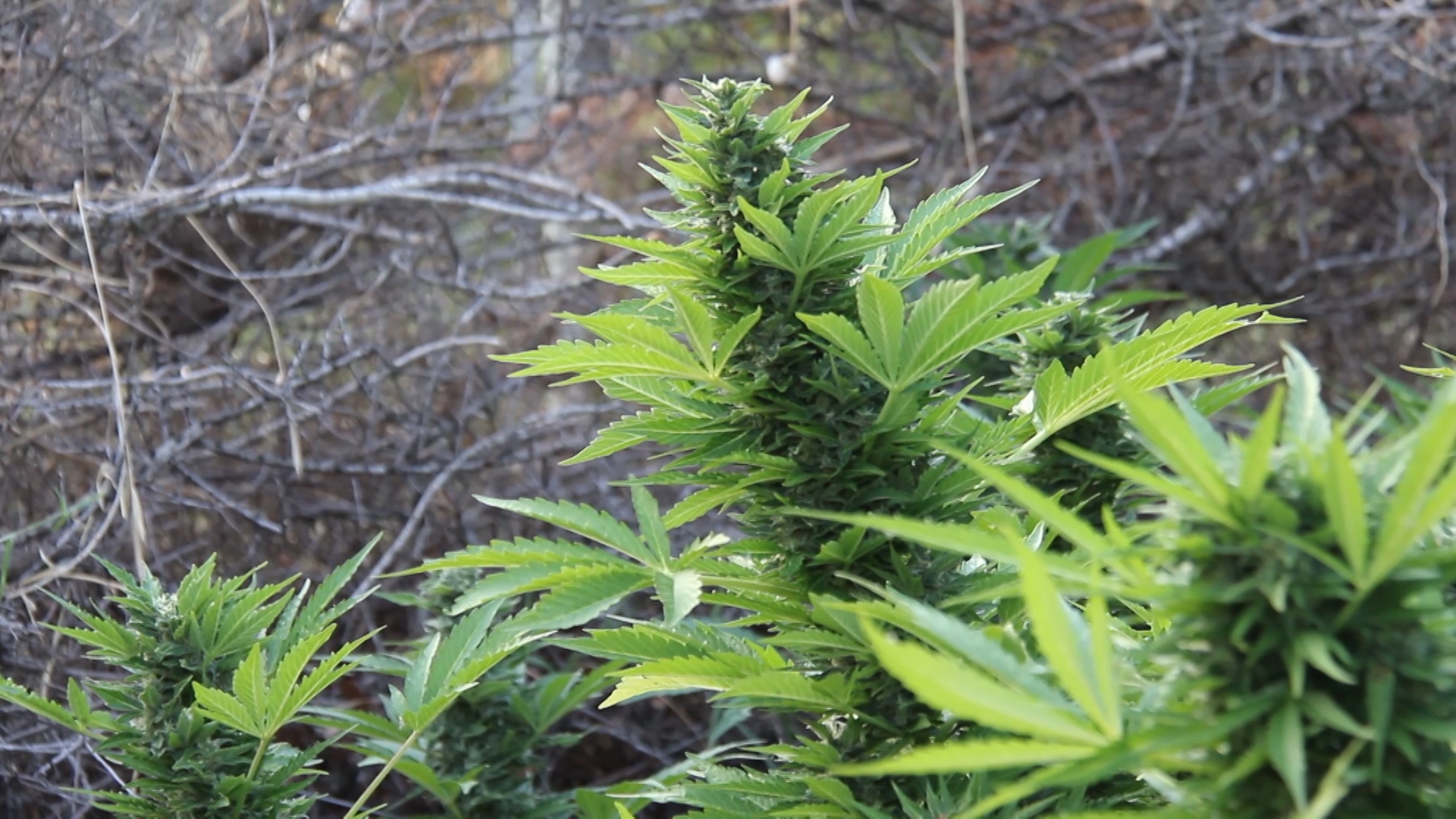 Cultivo de Guerrilla Marihuana