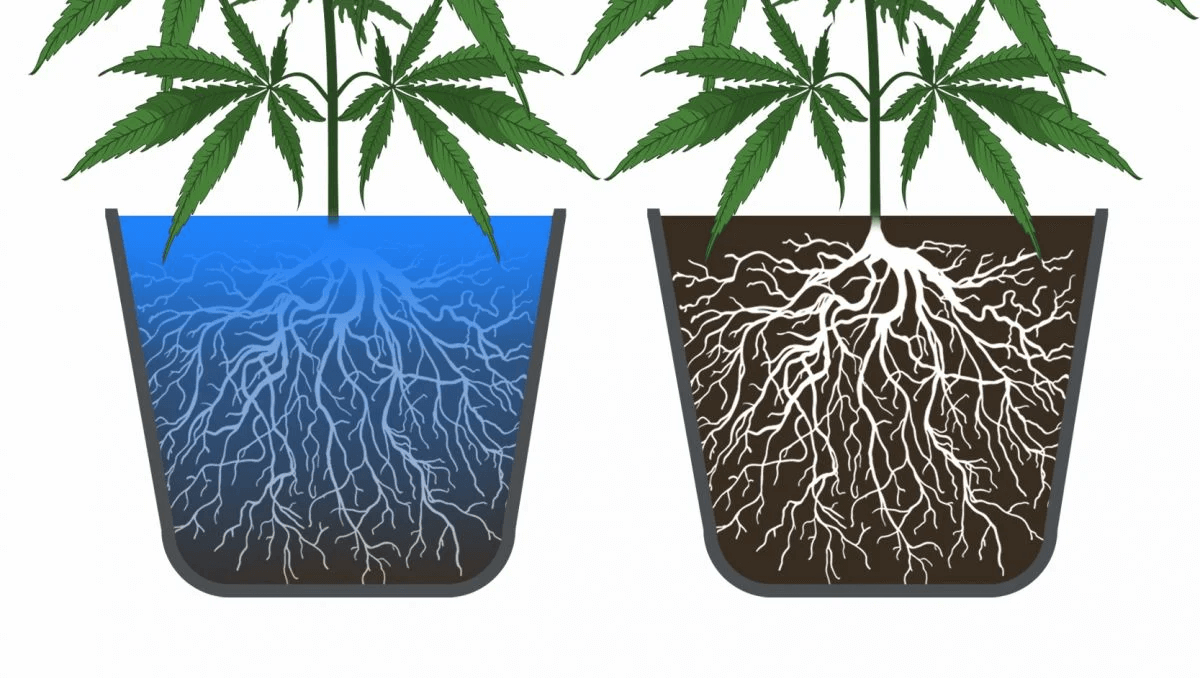 Exceso de riego en plantas de marihuana