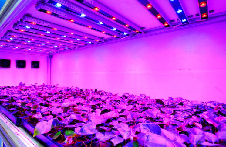 LED para Cultivo Indoor
