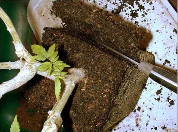 marihuana poda