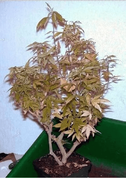 Poda de raíces
