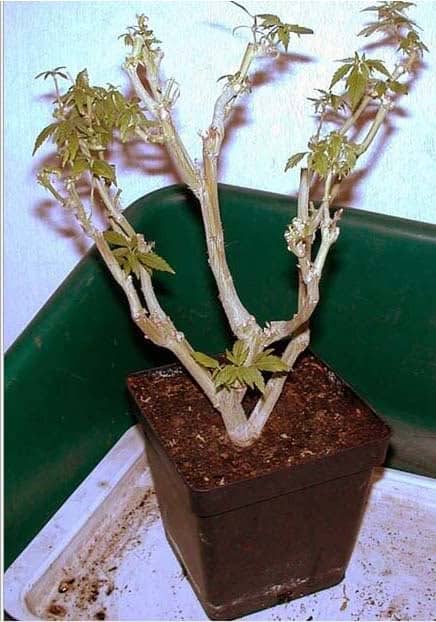 Poda de raíces marihuana