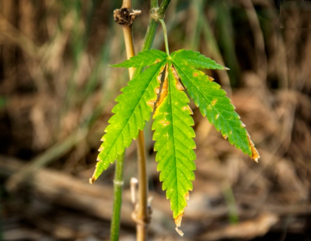 pythium marihuana
