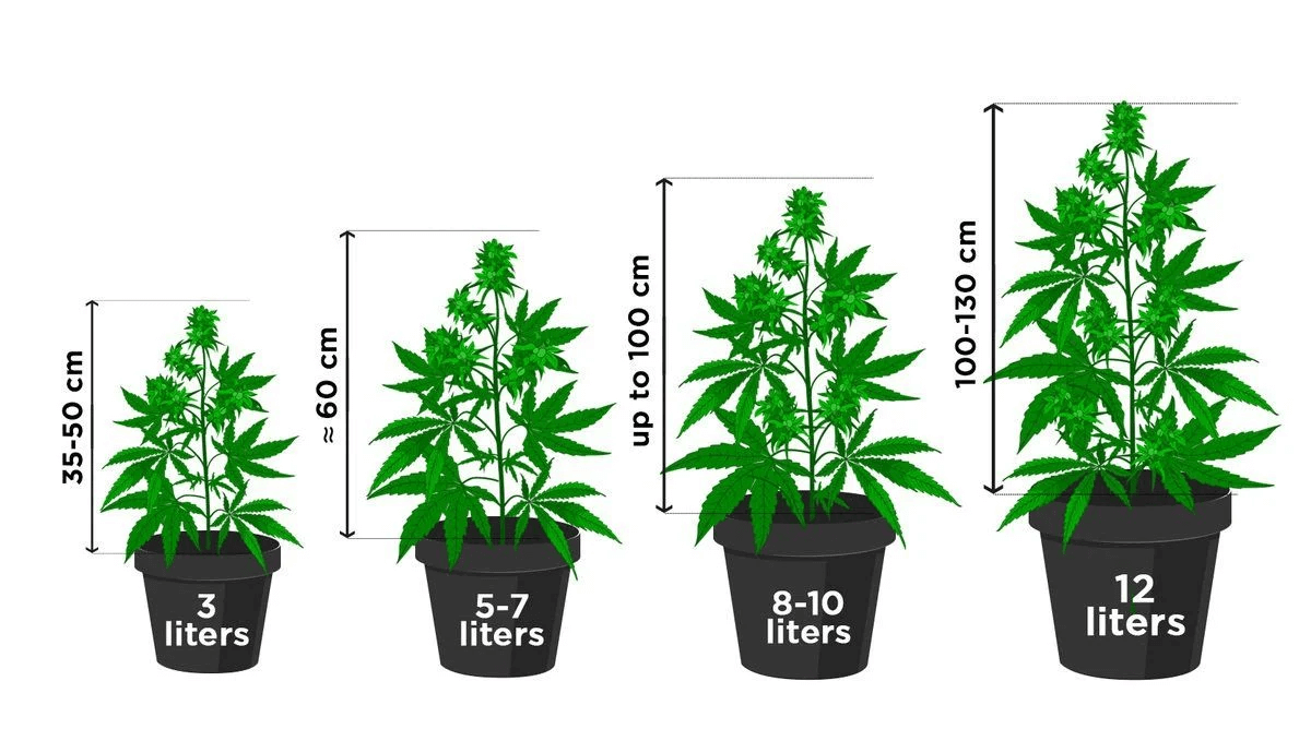 Maceta ideal para plantas madre de marihuana