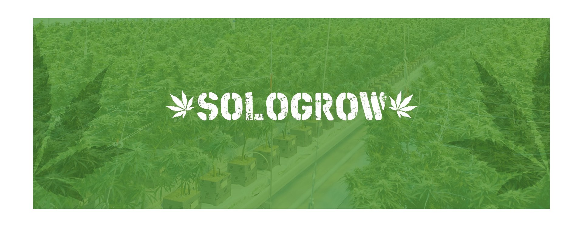 ¿Cuándo es mejor sembrar las semillas de marihuana en exterior? ¿Cuándo es mejor sembrar las semillas de marihuana en exterior?