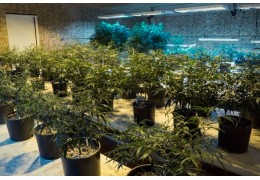 Cómo conservar plantas madres de marihuana