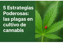 5 Estrategias Poderosas: las plagas en cultivo de cannabis