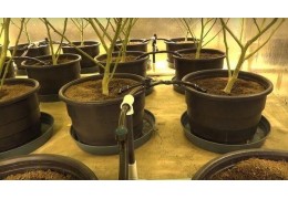 Métodos de riego en el cultivo de marihuana