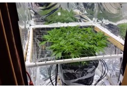 La técnica ScrOG en el cultivo indoor de cannabis